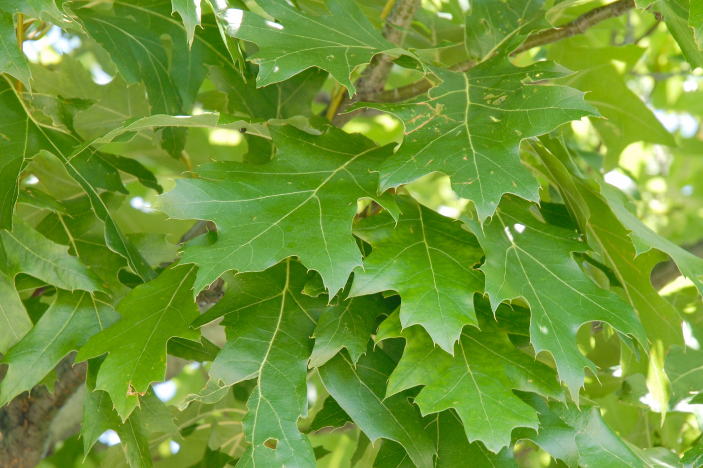 Northern Red Oak
